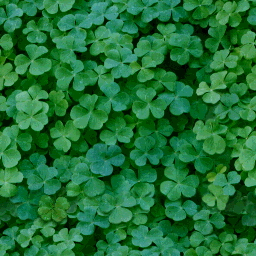clovers