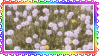 dandelions