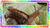 snails