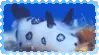 sea bunny